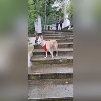 Палевый