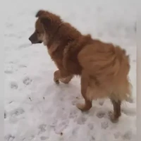 Яша, Домашняя