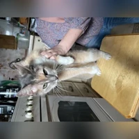Трёхцветная