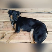 Chien croisé