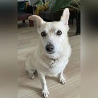 Chien croisé