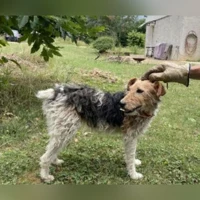 Chien croisé