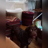 Chien croisé