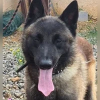 Berger belge malinois