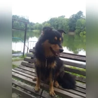 Домашняя, Черный-рыжий