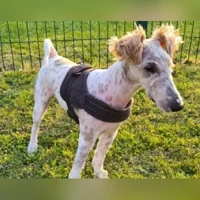 Chien croisé
