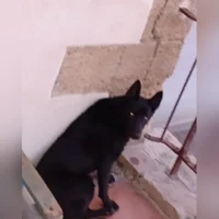 Chien croisé