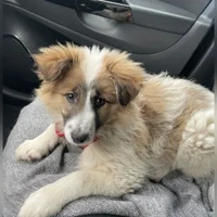Chien croisé