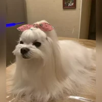 无照片