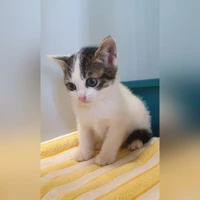 EHK