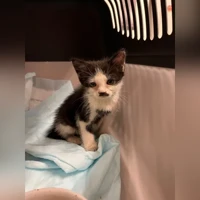 EHK