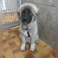 Chiko