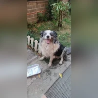 border collie