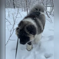 Балу, белый с серым