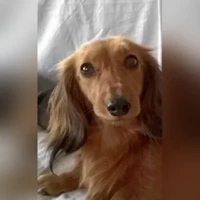 Барни
