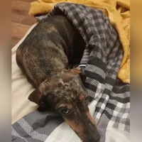 кабаний пятнистый