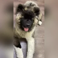 Балу, серый с бежевым