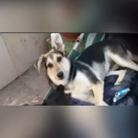 Белый-черный с рыжим