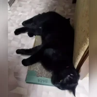 Мусик, Домашняя