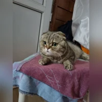写真なし