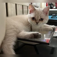 لا توجد صورة
