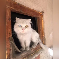 لا توجد صورة