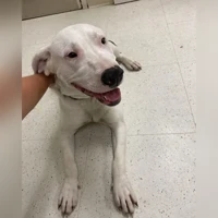 American bull