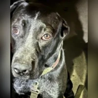 Gray Mixed Breed