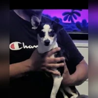 Mixed breed