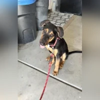 Tiada foto
