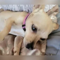 Chihuahua, beige