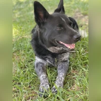 blue heeler