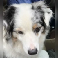 Australian shepherd maybe, Mixed