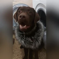 Михаил, шоколад