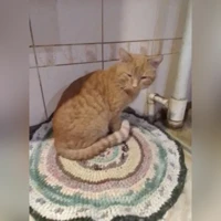 Вася, Домашняя