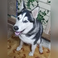 Буча