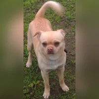 Tiada foto