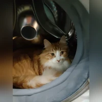 Фантик