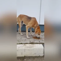 Багряный рыжий с подпалинами