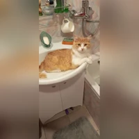 Tiada foto