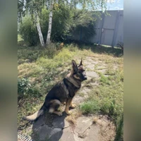 черепаховый