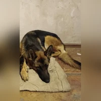 черпачная