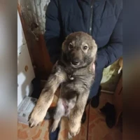 домашняя