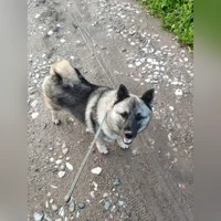 Гектор, темно серый
