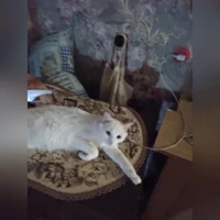 дымчатый