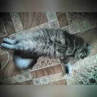 Сильвер, Силя, Домашняя