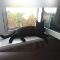 Тишка