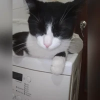 Котофей, домашняя
