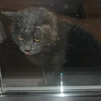 Локи, Домашняя