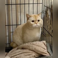 скотиш страйт, ред поинт